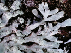 Parmeliopsis hyperopta