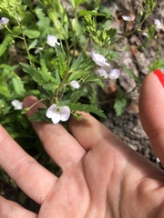 Veronica peduncularis