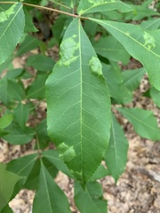 Pseudomicrostroma juglandis