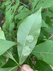 Pseudomicrostroma juglandis