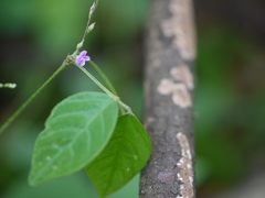 Teramnus labialis