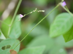Teramnus labialis