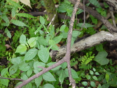 Teramnus labialis