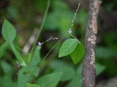 Teramnus labialis