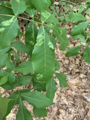Pseudomicrostroma juglandis