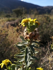 Euryops lateriflorus