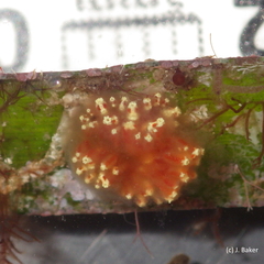 Aplidium benhami