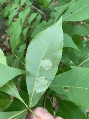 Pseudomicrostroma juglandis
