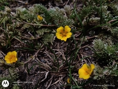 Potentilla candicans