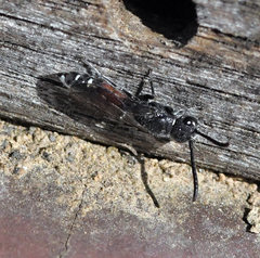 Sapyga quinquepunctata