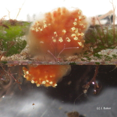 Aplidium benhami