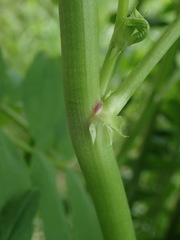 Galega officinalis