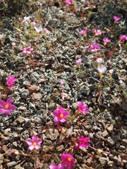 Oxalis leptogramma
