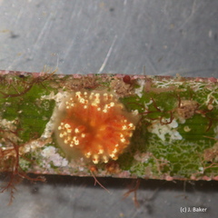 Aplidium benhami