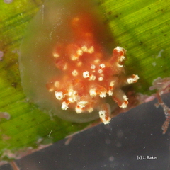 Aplidium benhami