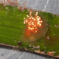 Aplidium benhami