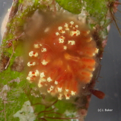 Aplidium benhami