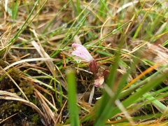 Pedicularis sylvatica