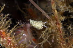 Diaphoreolis viridis