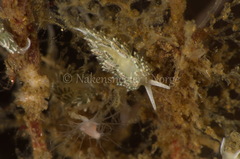 Diaphoreolis viridis