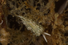 Diaphoreolis viridis