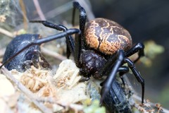 Latrodectus lilianae