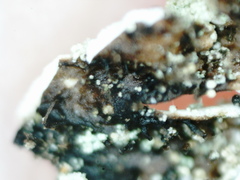 Parmeliopsis hyperopta