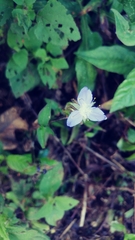 Tradescantieae