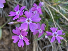 Phlox speciosa