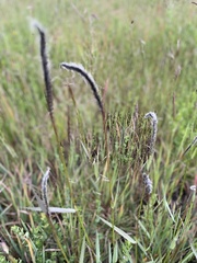 Alopecurus geniculatus