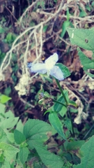 Tradescantieae