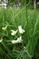 Lathyrus pallescens