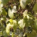 Zehneria parvifolia - Photo (c) Rosemary Harrison, algunos derechos reservados (CC BY-SA), subido por Rosemary Harrison