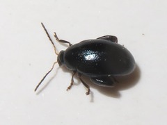 Psylliodes dulcamarae