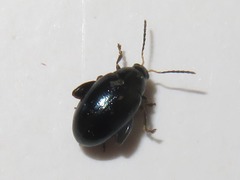 Psylliodes dulcamarae
