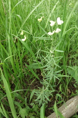 Lathyrus pallescens