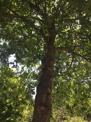 Ulmus pumila