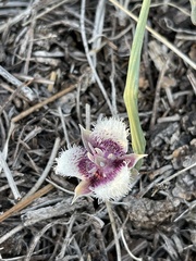 Calochortus elegans nanus