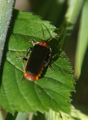 Cantharis fusca
