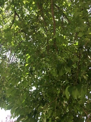 Ulmus pumila