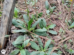 Osbertia stolonifera