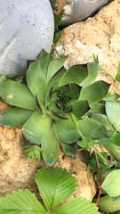 Sempervivum tectorum