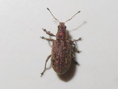 Polydrusus cervinus