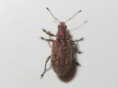 Polydrusus cervinus