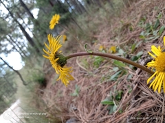 Osbertia stolonifera