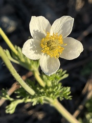 Anemone drummondii drummondii