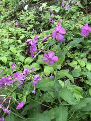 Phlox ovata