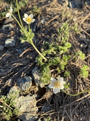Anemone drummondii drummondii