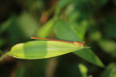 Ceriagrion olivaceum