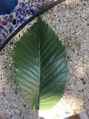 Ulmus pumila